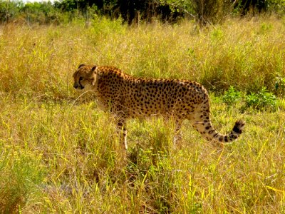 Wildlife Terrestrial Animal Cheetah Leopard