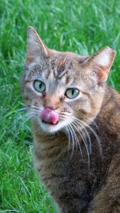 Cat Fauna Whiskers Mammal