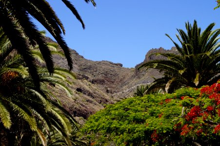 Vegetation Nature Mountainous Landforms Tree