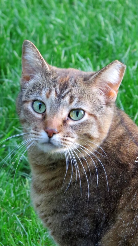 Cat Whiskers Fauna Mammal