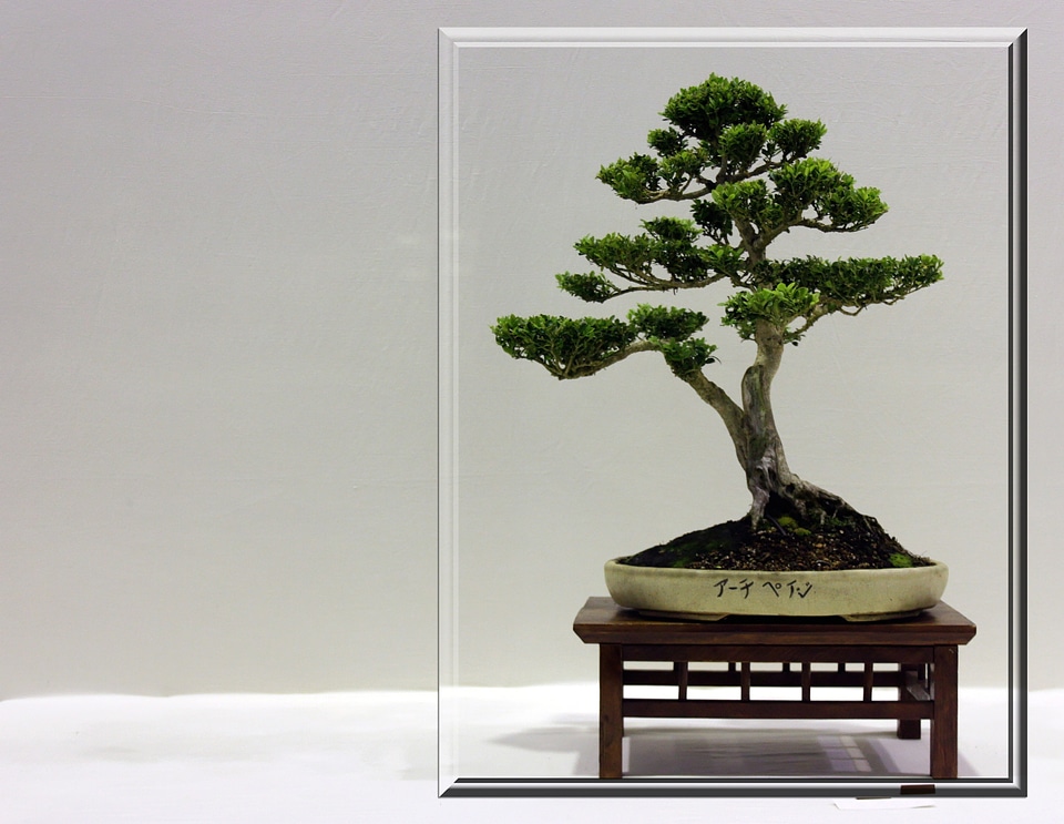 Frame growing japanese