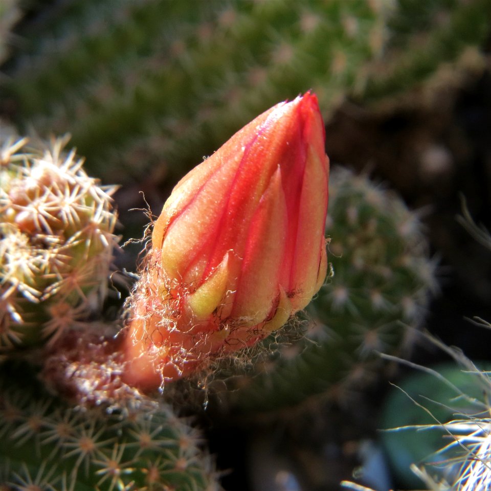 Plant Cactus Flowering Plant Thorns Spines And Prickles