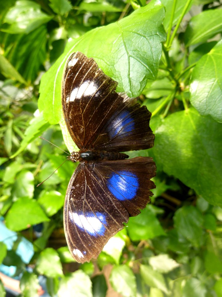 Butterfly Moths And Butterflies Insect Brush Footed Butterfly