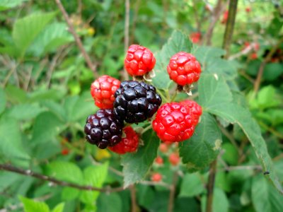 Berry Raspberry Raspberries Blackberries And Dewberries Mulberry photo