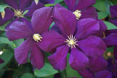 Flower Purple Plant Clematis photo