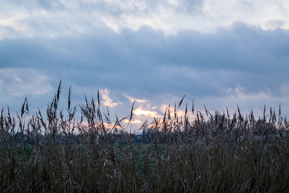 Reed sunset twilight