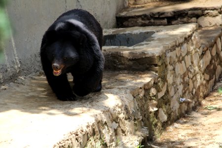 American Black Bear Bear Fauna Sloth Bear