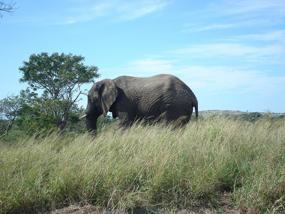 Scenery animal safari