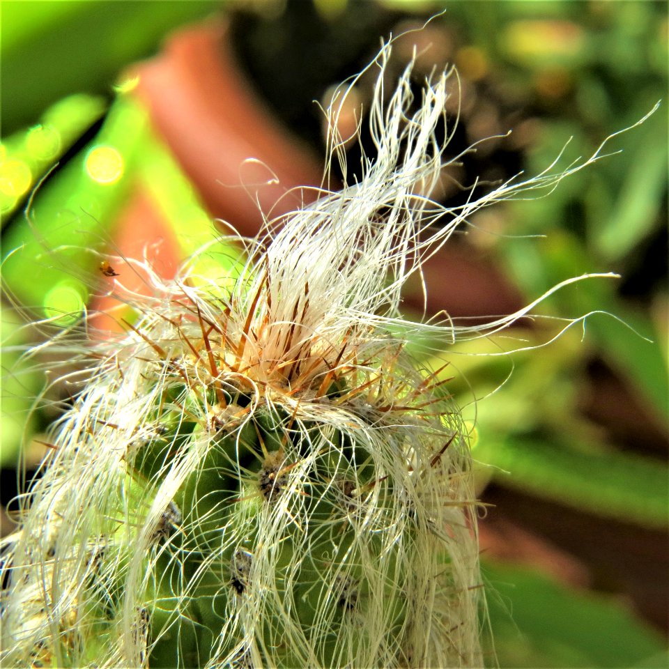Vegetation Plant Close Up Grass Family