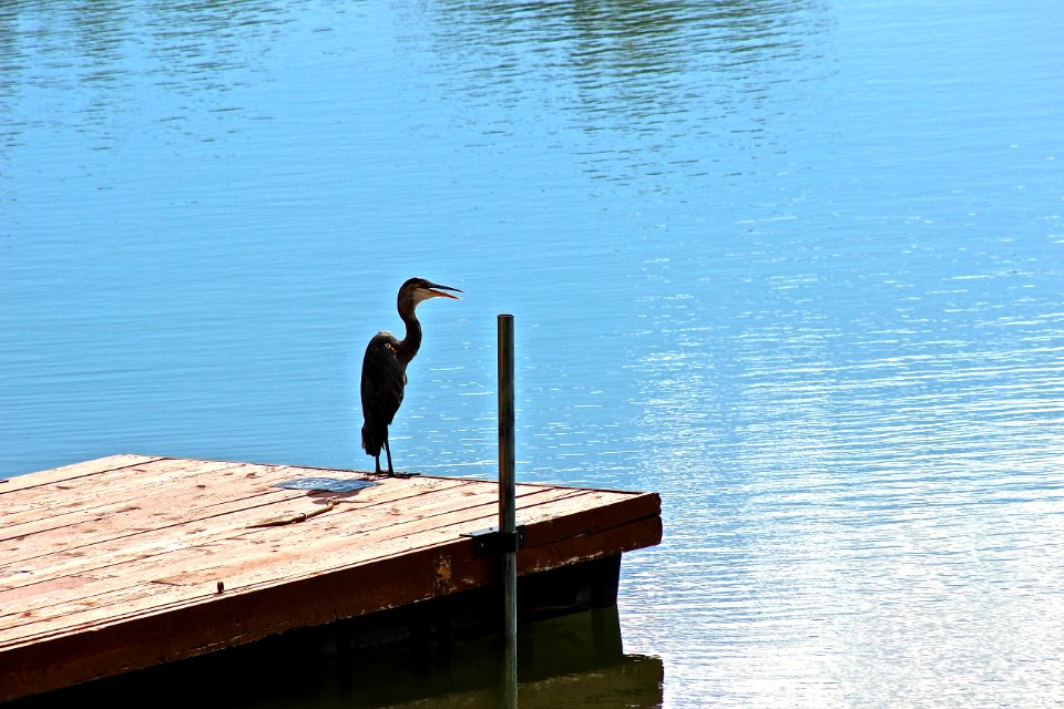 Water Reflection Bird Beak