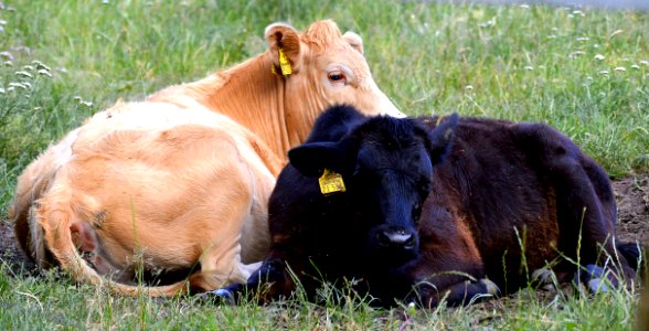 Cattle Like Mammal Pasture Grazing Fauna photo