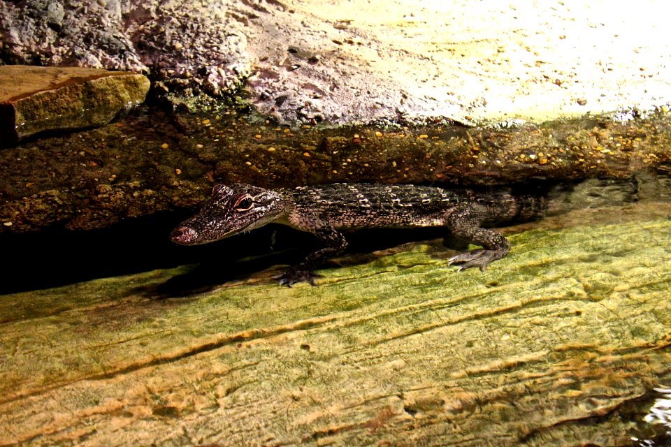 Crocodilia Reptile Alligator Crocodile