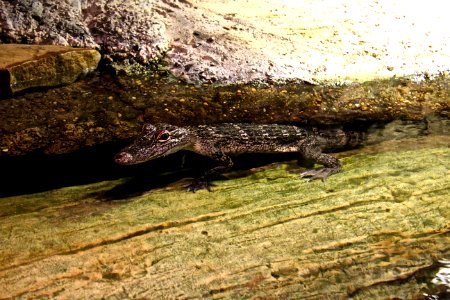 Crocodilia Reptile Alligator Crocodile