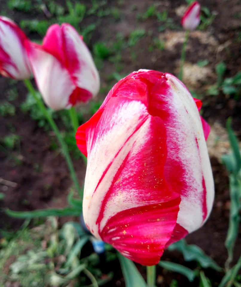 Flower Plant Tulip Flowering Plant