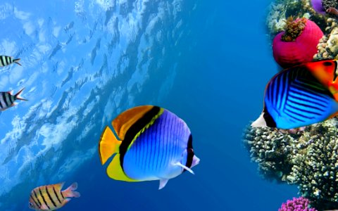 Ecosystem Coral Reef Fish Fish Coral Reef