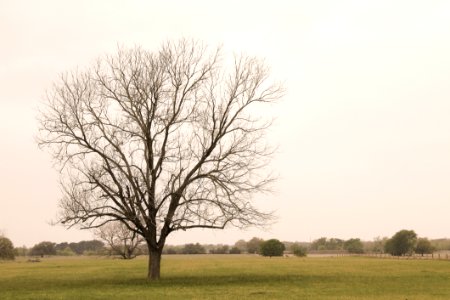 Tree Sky Woody Plant Branch photo