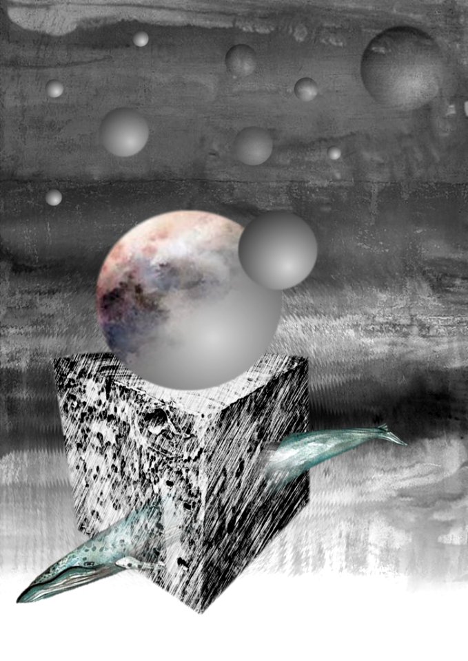 Black And White Still Life Photography Water Organism