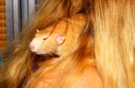 Mammal Fauna Rat Whiskers photo