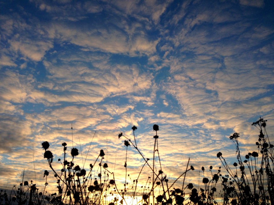 Sky Cloud Tree Atmosphere