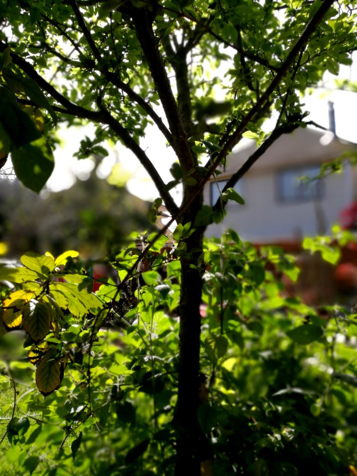 Tree Branch Plant Vegetation