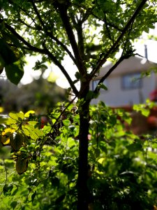 Tree Branch Plant Vegetation