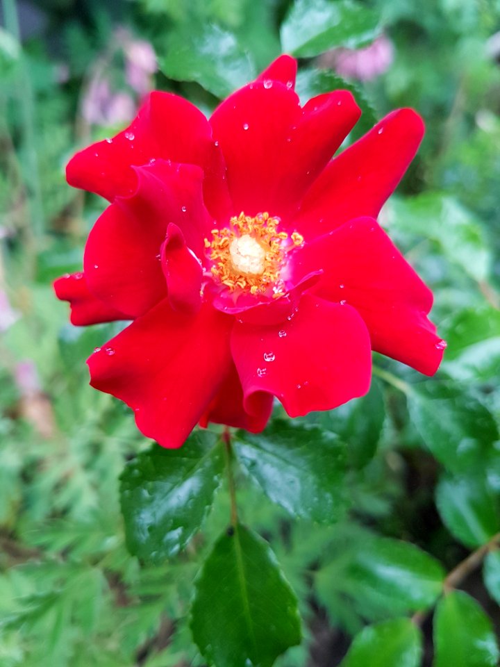 Flower Rose Family Rose Floribunda