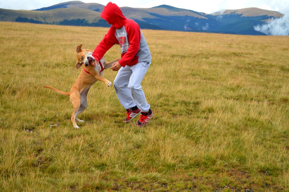 Grassland Ecosystem Dog Steppe