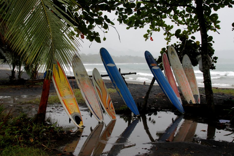 Water Tree Leisure Recreation