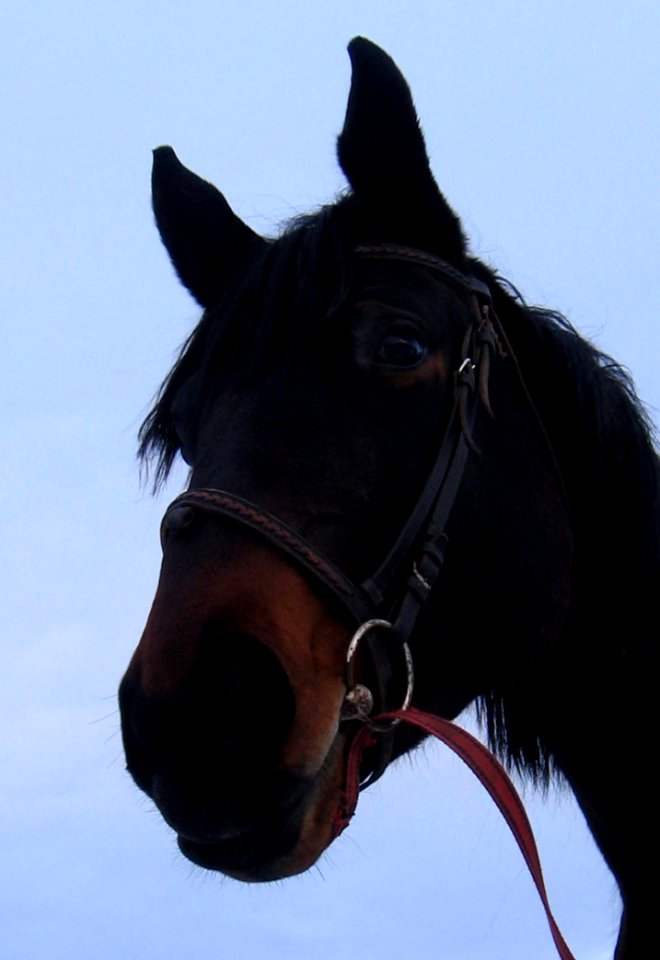 Horse Halter Bridle Horse Tack