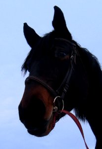 Horse Halter Bridle Horse Tack