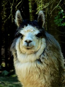 Fauna Llama Camel Like Mammal Alpaca