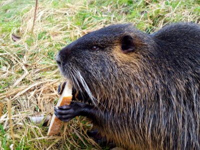 Fauna Mammal Beaver Rodent photo