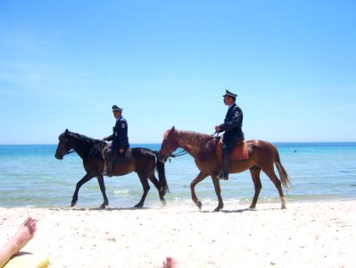 Horse Horse Like Mammal Equestrianism Beach photo