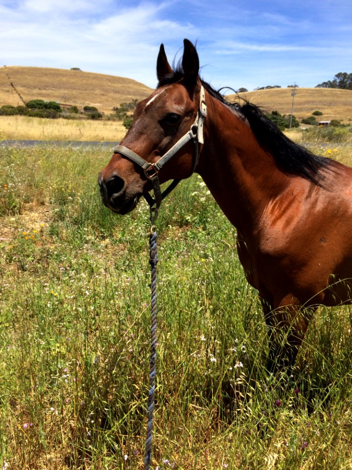 Horse Ecosystem Bridle Horse Like Mammal photo