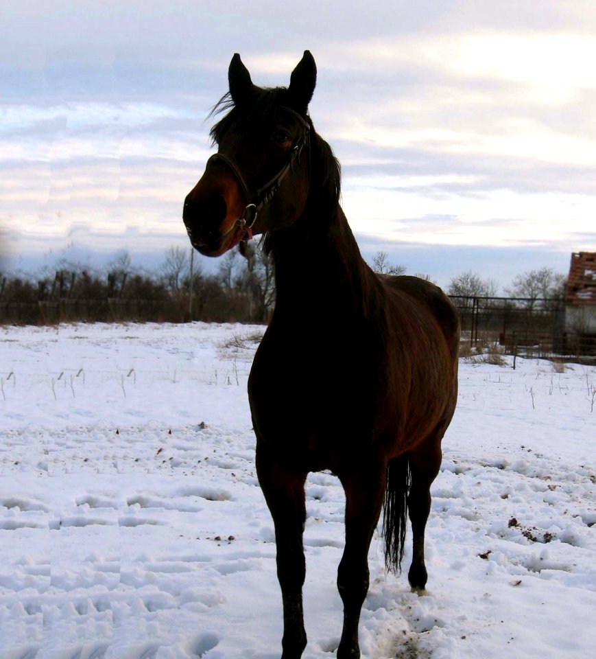 Horse Bridle Stallion Mane
