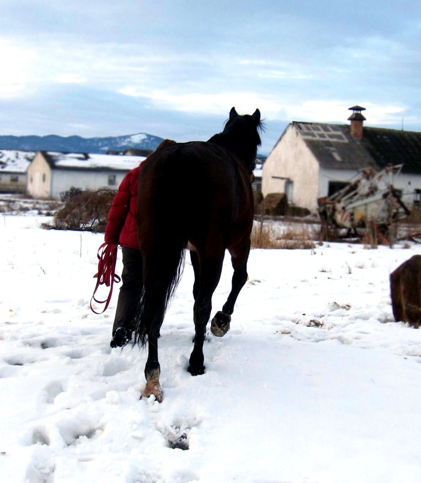 Horse Horse Like Mammal Stallion Snow