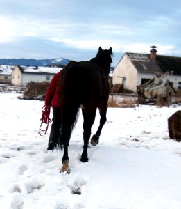 Horse Horse Like Mammal Stallion Snow