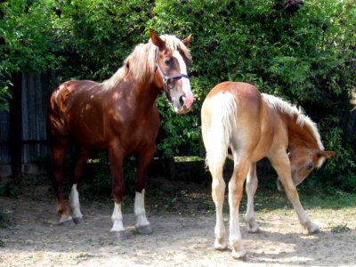 Horse Mare Horse Like Mammal Stallion photo