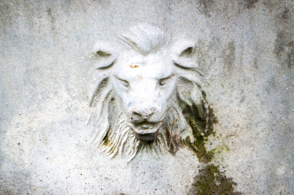 Head Fauna Snout Goats