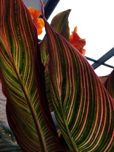 Plant Leaf Canna Family Flora photo