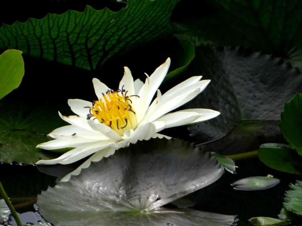 Flower Flora Plant Water