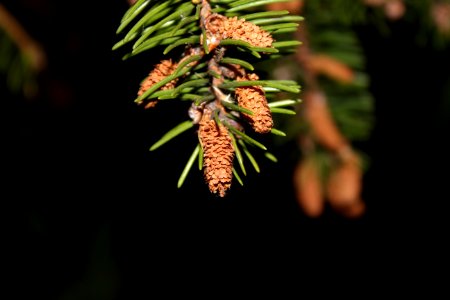Vegetation Branch Tree Pine Family