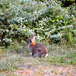 Fauna Mammal Wildlife Rabbit