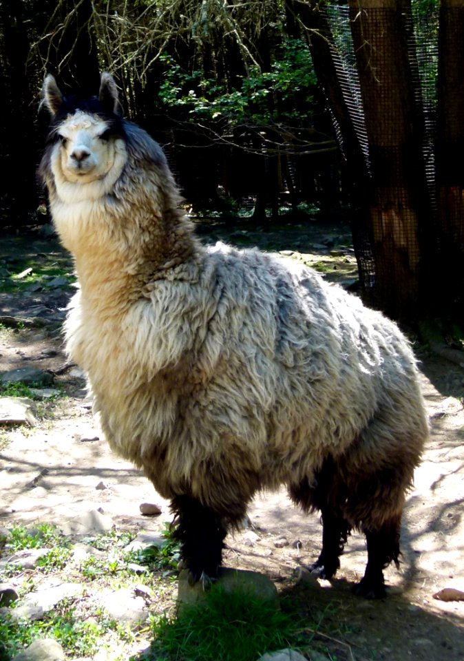 Fauna Llama Goats Livestock