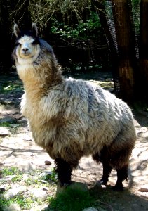 Fauna Llama Goats Livestock