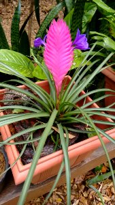 Plant Flora Leaf Flower