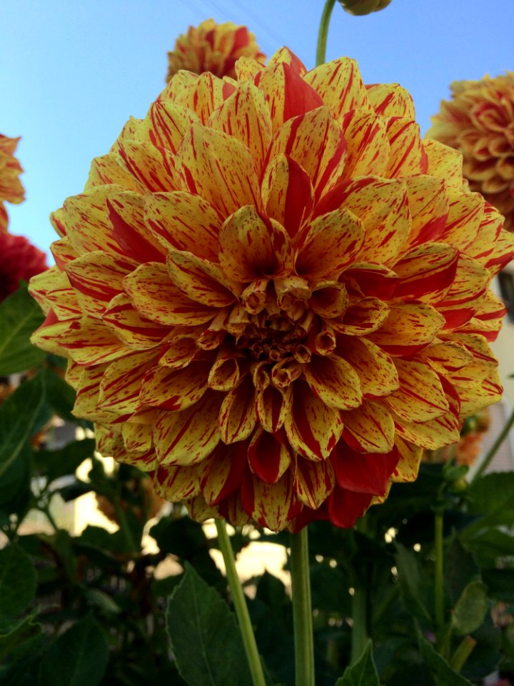 Flower Plant Dahlia Flowering Plant