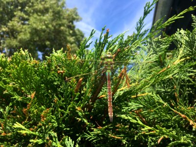 Tree Plant Ecosystem Vegetation photo