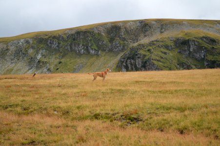 Grassland Ecosystem Wildlife Wilderness
