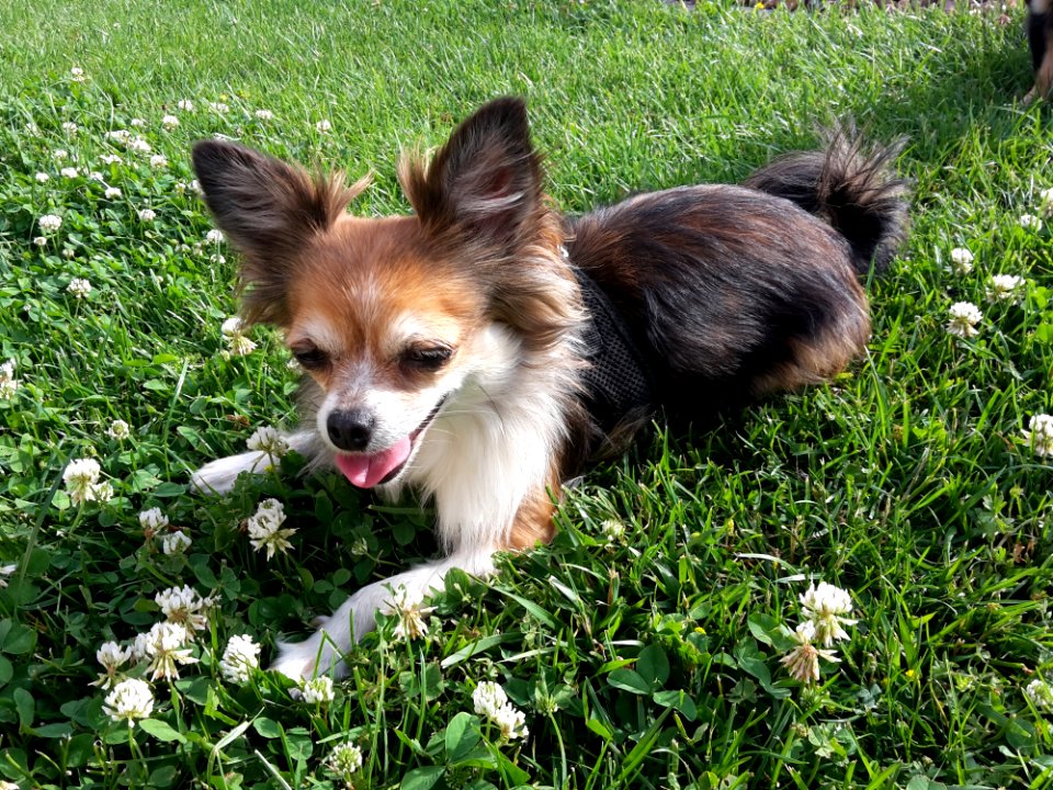 Dog Dog Breed Dog Like Mammal Dog Breed Group